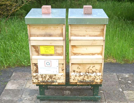 PROJEKT 2028 / Hektar Nektar and QVC Germany Bee Protection Movement - photo of bee colony